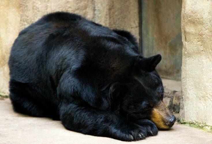 bear sleeping