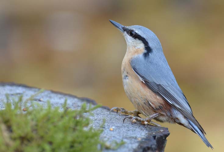 How to make a bird model hot sale with clay